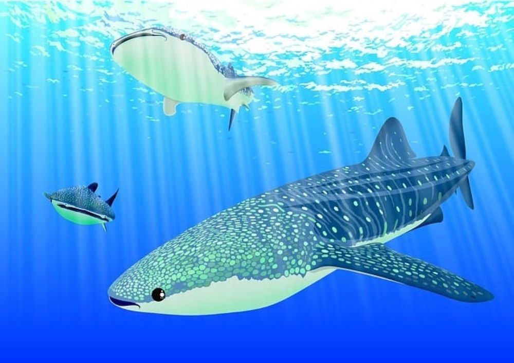 cartoon whale shark