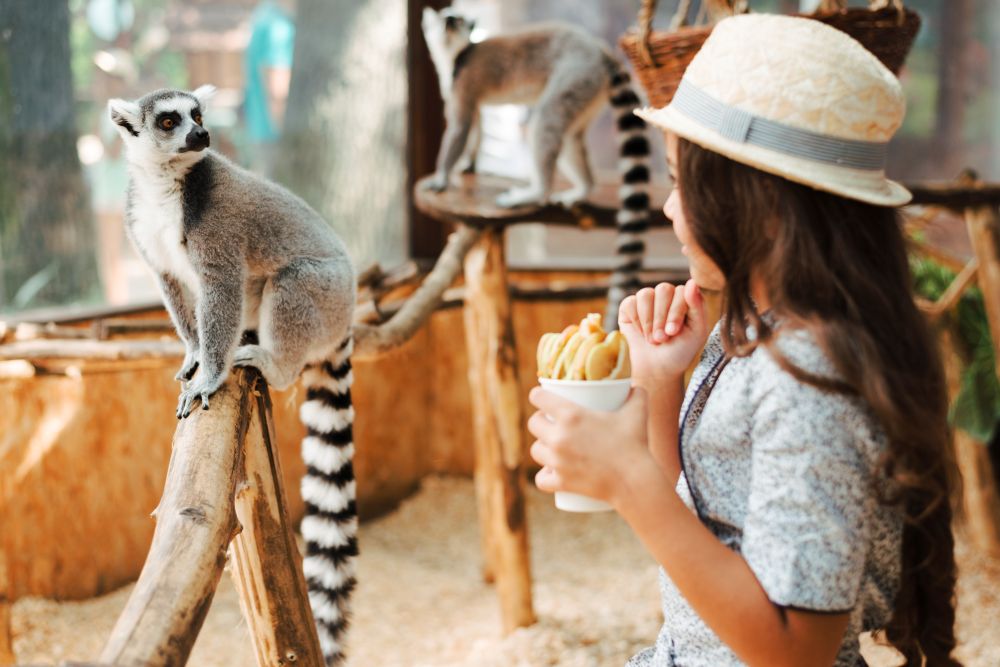 girl-holding-glass-apple-slices-looking-ring-tailed-lemur-zoo